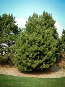 Сосна Чёрная (Pinus Nigra) купить по цене от 270.00р. в интернет-магазине «Посадика» с доставкой почтой в в Климовске и по всей России – [изображение №1].