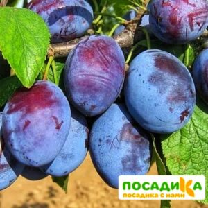 Слива Чачакская ранняя купить по цене от 229.00р. в интернет-магазине «Посадика» с доставкой почтой в в Климовске и по всей России – [изображение №1].