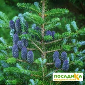 Пихта корейская (Abies koreana) купить по цене от 450.00р. в интернет-магазине «Посадика» с доставкой почтой в в Климовске и по всей России – [изображение №1].