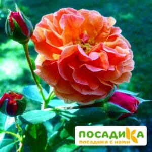 Роза Арабия купить по цене от 350.00р. в интернет-магазине «Посадика» с доставкой почтой в в Климовске и по всей России – [изображение №1].