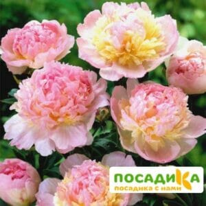 Пион Распберри Сандей (Paeonia Raspberry Sundae) купить по цене от 959р. в интернет-магазине «Посадика» с доставкой почтой в в Климовске и по всей России – [изображение №1].