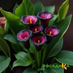 Калла Аура Лейс купить по цене от 400р. в интернет-магазине «Посадика» с доставкой почтой в в Климовске и по всей России – [изображение №1].