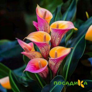 Калла Оникс купить по цене от 450р. в интернет-магазине «Посадика» с доставкой почтой в в Климовске и по всей России – [изображение №1].