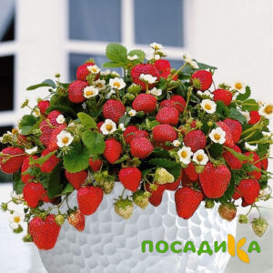 Клубника Рубиновый Шепот (горшечная) купить по цене от 240р. в интернет-магазине «Посадика» с доставкой почтой в в Климовске и по всей России – [изображение №1].