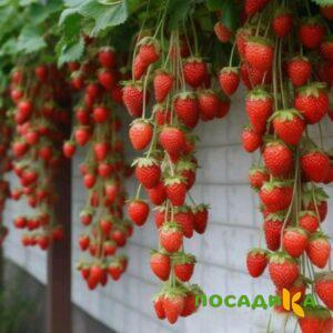 Клубника вьющаяся Комплимент купить по цене от 470р. в интернет-магазине «Посадика» с доставкой почтой в в Климовске и по всей России – [изображение №1].