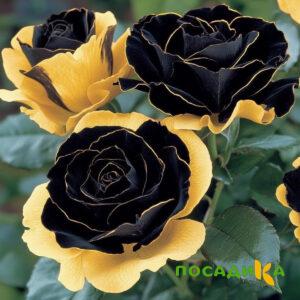 Роза Ханни Сикл купить по цене от 700р. в интернет-магазине «Посадика» с доставкой почтой в в Климовске и по всей России – [изображение №1].
