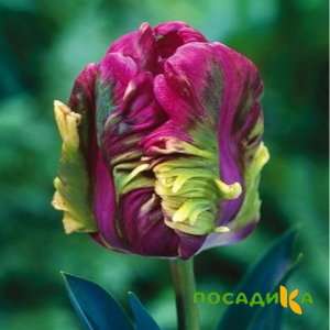 Тюльпан Экзотик Хэвен купить по цене от 186р. в интернет-магазине «Посадика» с доставкой почтой в в Климовске и по всей России – [изображение №1].